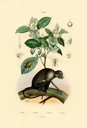Springspinne